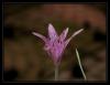 Colchicum variegatum - ac idem   - Antalya