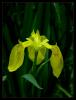 Iris pseudocorus - Bataklık süseni