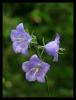 Campanula  persicifolia