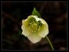 Helleborus Orientalis - pleme