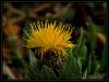 Centaurea ssp. ?