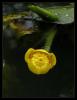 Nuphar lutea (L.) SM.  - Sar Nilfer