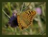 Argynnis pandora - Bahadr