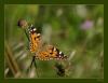 Vanessa cardui (Dikenkelebei)