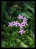 Centaurium erythraea ssp.