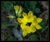 Lotus corniculatus