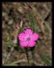 Dianthus zonatus fenzl var. zonatus fenzl