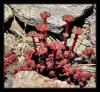 Sedum lydium Boiss. Kaya Koruu - Endemik
