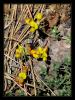 Lotus corniculatus L. - Gazelboynuzu