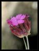 Dianthus calocephalus Boiss. - Yabani Karanfil