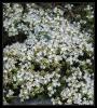 Thymus sipyleus Boiss. subsp. sipyleus var. sipyleus - Limon kokulu Kekik