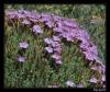 Dianthus erinaceus Boiss Var. alpinus Boiss. - Endemik