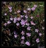 Dianthus arpadianus Ade & Bornm. - Nadir