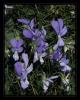 Viola tricolor L. - Hercai Meneke