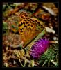 Argynnis paphia ( Cengaver )