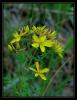 Hypericum perforatum L. - Kantaron