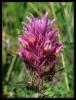 Melampyrum arvense L. - Tarla Bldrcn Buday