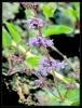 Nepeta nuda L. subsp.  - plak Kediotu