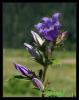 Campanula latifolia L