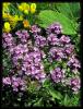 Thymus praecox Opiz. subsp. - Anzer ay