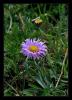 Aster alpinus  Linnaeus  ( Kastamonu)