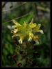 Pedicularis comosa L. var. sibthorpii (Boiss.) Boiss