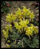 Scutellaria orientalis L. subsp. pinnatifida Edmondson