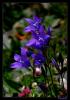 Campanula stevenii Bieb. subsp. beauverdiana (fomin.) Rech. Filx Schimon-czeika