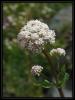 Valeriana alliariifolia Adams ( Kastamonu )