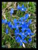 Gentiana verna L. subsp. balcanica PRITCHARD