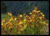 Hypericum linarioides Boiss - Ketenotumsu koyunkran