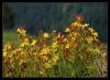 Hypericum linarioides Boiss - Ketenotumsu koyunkran