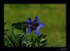 Gentiana septemfida Pallas.