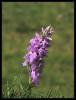 Dactylorhiza  ?  Kastamonu - Byk Hacet