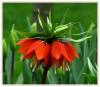 Fritillaria imperialis L. - Alayan Gelin -Ters Lale