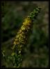 Agrimonia eupatoria L. - Kaskotu