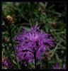 Centaurea triumfettii All.  - Acmk