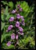 Dactylorhiza osmanica - Endemik- Kastamonu