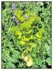 Smyrnium perfoliatum Linnaeus - Yabani Kereviz