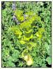 Smyrnium perfoliatum Linnaeus - Yabani Kereviz