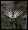 Erik Krlangkuyruk - Iphiclides podalirus