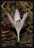 Colchicum chalcedonicum ssp. chalcedonicum