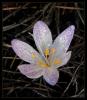 Colchicum chalcedonicum subsp. chalcedonicum.