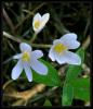 Colchicum micranthum Boiss. - ENDEMK