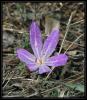 Colchicum chalcedonicum