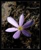 Colchicum micranthum Boiss. - ENDEMK