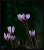 Cyclamen greacum