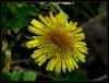 Sonchus Asper (l.) Hill Subsp. Glaucescens (jordan) Ball