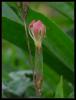 Dianthus Leucophaeus - Yaban Karanfili - Endemik