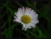 Anthemis Ssp.